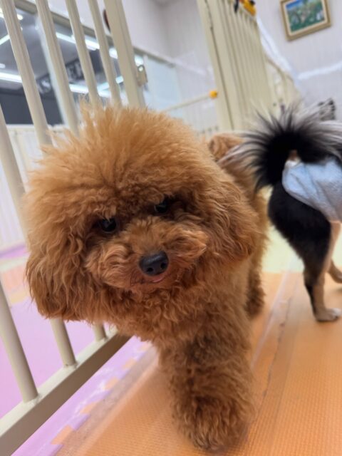 ププちゃん🐶
本日は、茶々丸ちゃんや、モカちゃん、ニコペットのちびっ子達と走り回ったり、ワンプロを仕掛けあったりしてヤンチャにはしゃぎ回っていました🤭
🐾🐶愛犬のお悩みご相談ください🐶🐾
@kenkohmura_official
↑フォロー待ってます↑
〒955-0091 新潟県三条市上須頃大割428−1
☎︎ 0256-35-2571
✉️ info@kenkohmura.jp
HP: https://kenkohmura.jp
LINE: https://lin.ee/7LIz5sb
#犬幸村#犬の幼稚園 #吠える、噛む #犬のしつけ #トイレ
トイプートイプー可愛いトイプー倶楽部トイプー大好きトイプー可愛いすぎる