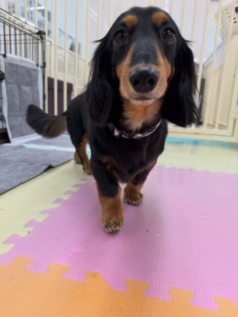 クッキーちゃん🐶
本日はナッツちゃんにちょっかいを出されたり、みんなから熱い構ってアピールをされてモテモテでした🤭
みんなからのアピールには、相変わらずの塩対応のクッキーちゃん‼️みんなから人気者でした👏

🐾🐶愛犬のお悩みご相談ください🐶🐾
@kenkohmura_official
 ↑フォロー待ってます↑

〒955-0091 新潟県三条市上須頃大割４２８−１
☎︎ 0256-35-2571
✉️ info@kenkohmura.jp
HP: https://kenkohmura.jp
LINE: https://lin.ee/7LIz5sb

#犬幸村#犬の幼稚園 #吠える、噛む #犬のしつけ #トイレ
ダックスダックス可愛いダックス倶楽部ダックス可愛いすぎるダックス大好き