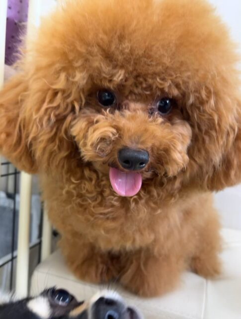 ププちゃん🐶
本日は朝からニコペットのちびっ子達や、ロンちゃん達と軽いワンプロを仕掛けあったり、走り回ったりして過ごしていました🤭

🐾🐶愛犬のお悩みご相談ください🐶🐾
@kenkohmura_official
 ↑フォロー待ってます↑

〒955-0091 新潟県三条市上須頃大割４２８−１
☎︎ 0256-35-2571
✉️ info@kenkohmura.jp
HP: https://kenkohmura.jp
LINE: https://lin.ee/7LIz5sb

#犬幸村#犬の幼稚園 #吠える、噛む #犬のしつけ #トイレ
トイプートイプー可愛いトイプー倶楽部トイプー可愛いすぎるトイプー大好き