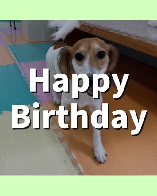 ナッツちゃん🐶
お誕生日おめでとうございます🎂👏🏻
ぽん太やニコペットにいる柴犬ちゃんと仲良く楽しそうに遊んでいました✨️
🐾🐶愛犬のお悩みご相談ください🐶🐾
@kenkohmura_official
 ↑フォロー待ってます↑

〒955-0091 新潟県三条市上須頃大割４２８−１
☎︎ 0256-35-2571
✉️ info@kenkohmura.jp
HP: https://kenkohmura.jp
LINE: https://lin.ee/7LIz5sb

#犬幸村#犬の幼稚園 #吠える噛む #犬のしつけ #トイレ
 ミックス犬 ミックス犬可愛い ミックス犬大好き