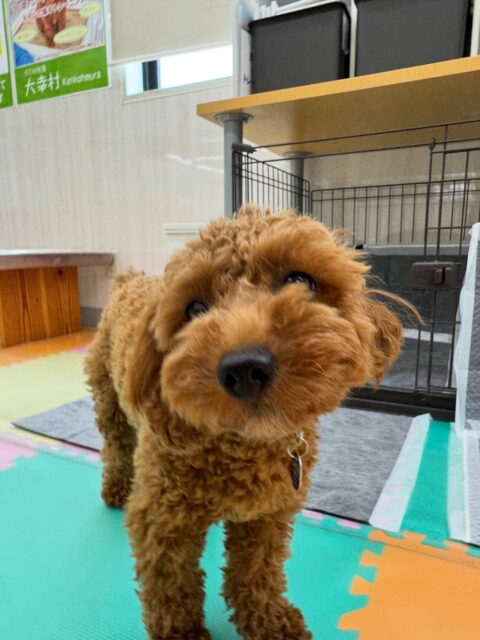 モカちゃん🐶
本日は朝からきりまるちゃんやププちゃん達と激しすぎるワンプロを仕掛けあったり、みんなで走り回ったりして過ごしていました🤭
夕方にはもう疲れてお休みモードもうヘトヘトでした🤣
🐾🐶愛犬のお悩みご相談ください🐶🐾
@kenkohmura_official
↑フォロー待ってます↑
〒955-0091 新潟県三条市上須頃大割428−1
☎︎ 0256-35-2571
✉️ info@kenkohmura.jp
HP: https://kenkohmura.jp
LINE: https://lin.ee/7LIz5sb
#犬幸村#犬の幼稚園 #吠える、噛む #犬のしつけ #トイレ
トイプートイプー可愛いトイプー倶楽部トイプー可愛いすぎるトイプー大好き