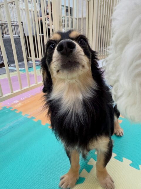 はにちゃん🐶
本日は来て早々にピピちゃんやぽん太達のチームビションを追いかけてみたり、遊びに誘ったりしてコミュニケーションを取っていました🤭
🐾🐶愛犬のお悩みご相談ください🐶🐾
@kenkohmura_official
↑フォロー待ってます↑
〒955-0091 新潟県三条市上須頃大割428−1
☎︎ 0256-35-2571
✉️ info@kenkohmura.jp
HP: https://kenkohmura.jp
LINE: https://lin.ee/7LIz5sb
#犬幸村#犬の幼稚園 #吠える、噛む #犬のしつけ #トイレ
ミックスミックス犬ミックス犬可愛いミックス犬大好きミックス犬倶楽部