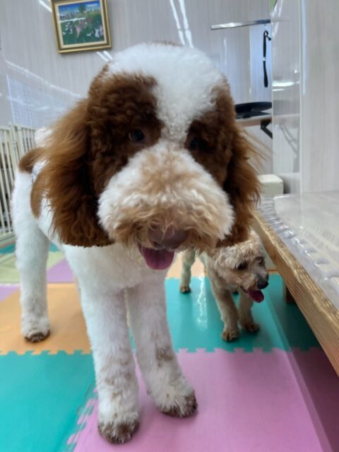 バロンちゃん🐶
本日もぽん太とニコペットの柴犬ちゃんと1日中激しすぎるワンプロを繰り広げていました🤭
3頭とも全く休まずに朝から夕方まで楽しそうにはしゃぎ回っていました👍

🐾🐶愛犬のお悩みご相談ください🐶🐾
@kenkohmura_official
 ↑フォロー待ってます↑

〒955-0091 新潟県三条市上須頃大割４２８−１
☎︎ 0256-35-2571
✉️ info@kenkohmura.jp
HP: https://kenkohmura.jp
LINE: https://lin.ee/7LIz5sb

#犬幸村#犬の幼稚園 #吠える、噛む #犬のしつけ #トイレ
スタンダードプードルスタンダードプードル可愛いスタンプースタンプー大好き