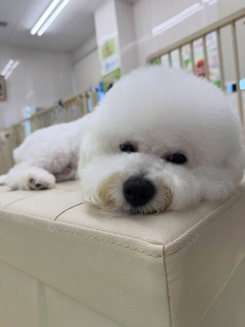 明日は木曜日休園日です🐶
🐾🐶愛犬のお悩みご相談ください🐶🐾
@kenkohmura_official
↑フォロー待ってます↑
〒955-0091 新潟県三条市上須頃大割428−1
☎︎ 0256-35-2571
✉️ info@kenkohmura.jp
HP: https://kenkohmura.jp
LINE: https://lin.ee/7LIz5sb
#犬幸村#犬の幼稚園 #吠える、噛む #犬のしつけ #トイレ