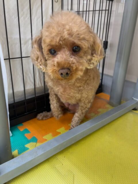 結希ちゃん🐶
本日歯磨きトレーニングを開始して1年11ヶ月が経ちました
歯の状態はあまり変わりはなく、上手に磨けています‼️
歯と歯茎の間の汚れを落とせるように重点的に磨くようにしていきましょう✊

園内ではニコペットのちびっ子達にちょっかいを出されたりしていましたが、もこちゃんや、ププちゃん達がしつこいよ‼️叱ってくれてチームトイプーの団結力が、増していました👍

🐾🐶愛犬のお悩みご相談ください🐶🐾
@kenkohmura_official
 ↑フォロー待ってます↑

〒955-0091 新潟県三条市上須頃大割４２８−１
☎︎ 0256-35-2571
✉️ info@kenkohmura.jp
HP: https://kenkohmura.jp
LINE: https://lin.ee/7LIz5sb

#犬幸村#犬の幼稚園 #吠える、噛む #犬のしつけ #トイレ
トイプートイプー可愛いトイプー倶楽部トイプー可愛いすぎるトイプー大好き
