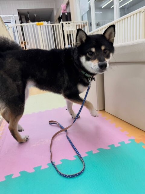 つむぎちゃん🐶
本日は鶴丸や、ニコペットの柴犬達とワンプロを仕掛けあったり、北斗ちゃんと柵越しに激しいお話をしながら走り回ったりしていつもよりも動き回っていました🤭

🐾🐶愛犬のお悩みご相談ください🐶🐾
@kenkohmura_official
 ↑フォロー待ってます↑

〒955-0091 新潟県三条市上須頃大割４２８−１
☎︎ 0256-35-2571
✉️ info@kenkohmura.jp
HP: https://kenkohmura.jp
LINE: https://lin.ee/7LIz5sb

#犬幸村#犬の幼稚園 #吠える、噛む #犬のしつけ #トイレ
柴犬柴犬可愛い柴犬大好き柴犬可愛い柴犬倶楽部柴犬可愛いすぎる