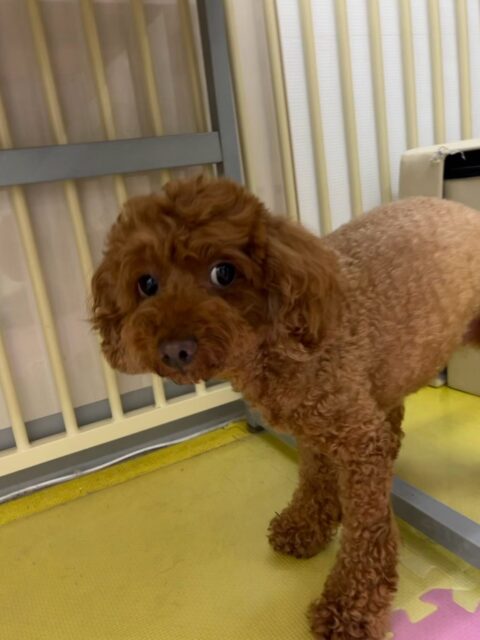 もこちゃん🐶
本日は結希ちゃんやププちゃん達のチームトイプーと一緒にニコペットのちびっ子達にしつこいよ‼️と喝を入れてくれたりして良いお姉さんをしていました👍

爪切りも頑張ってくれて非常にスムーズに終わらせることができました👏

🐾🐶愛犬のお悩みご相談ください🐶🐾
@kenkohmura_official
 ↑フォロー待ってます↑

〒955-0091 新潟県三条市上須頃大割４２８−１
☎︎ 0256-35-2571
✉️ info@kenkohmura.jp
HP: https://kenkohmura.jp
LINE: https://lin.ee/7LIz5sb

#犬幸村#犬の幼稚園 #吠える、噛む #犬のしつけ #トイレ
トイプートイプー可愛いトイプー倶楽部トイプー可愛いすぎるトイプー大好き