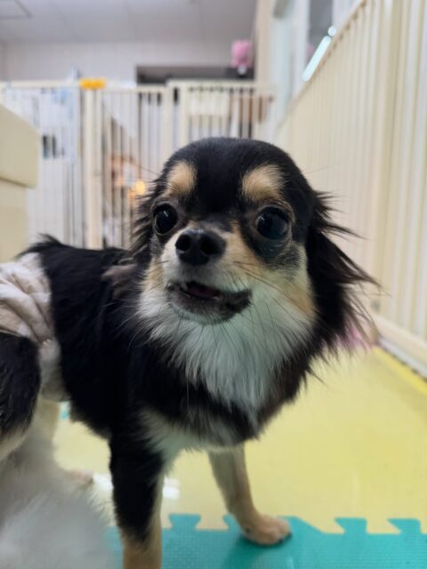 きりまるちゃん&まろちゃん🐶
本日歯磨きトレーニングを開始して3ヶ月が経ちました🦷
歯の状態は2頭ともかなり綺麗な状態でキープできているのでこのまま継続して綺麗な歯を保ちましょう✊
園内ではきりまるちゃんとまろちゃんは一緒に走り回ってみたり、スタッフと追いかけっこを楽しんだりして過ごしていました🤭
🐾🐶愛犬のお悩みご相談ください🐶🐾
@kenkohmura_official
↑フォロー待ってます↑
〒955-0091 新潟県三条市上須頃大割428−1
☎︎ 0256-35-2571
✉️ info@kenkohmura.jp
HP: https://kenkohmura.jp
LINE: https://lin.ee/7LIz5sb
#犬幸村#犬の幼稚園 #吠える、噛む #犬のしつけ #トイレ
チワワチワワ可愛いチワワ倶楽部チワワ可愛いすぎるチワワ大好き