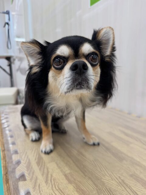 ゴロー丸ちゃん🐶
本日は大好きなピピちゃんとちょっかいを出し合ってみたり、乗っかりあいっこをしたりして楽しんでいました🤭
お散歩トレーニングも距離感はまだありますが徐々に慣れてきたようでよかったです👏