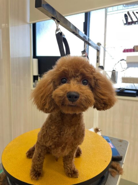 茶々丸ちゃん🐶
本日も朝から元気よく走り回ってみたり、遊びを誘ってみたりしてはしゃぎ回っていました🤭
特にきりまるちゃんとププちゃん達と仲が良くワンプロを仕掛けあったり、追いかけっこを楽しんでいました👍
🐾🐶愛犬のお悩みご相談ください🐶🐾
@kenkohmura_official
↑フォロー待ってます↑
〒955-0091 新潟県三条市上須頃大割428−1
☎︎ 0256-35-2571
✉️ info@kenkohmura.jp
HP: https://kenkohmura.jp
LINE: https://lin.ee/7LIz5sb
#犬幸村#犬の幼稚園 #吠える、噛む #犬のしつけ #トイレ
トイプートイプー可愛いトイプー倶楽部トイプー大好きトイプー可愛いすぎる