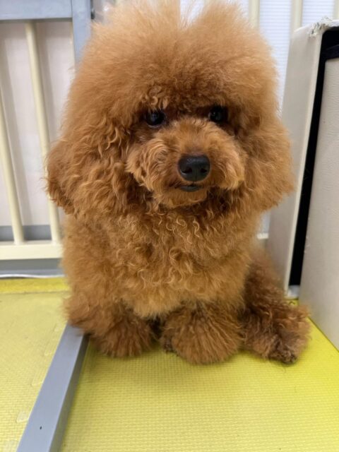 ププちゃん🐶
本日はニコペットのちびっ子達や、バロンちゃんやココアちゃん達と走り回ったり、ワンプロを仕掛けあったりして楽しんでいました🤭

🐾🐶愛犬のお悩みご相談ください🐶🐾
@kenkohmura_official
 ↑フォロー待ってます↑

〒955-0091 新潟県三条市上須頃大割４２８−１
☎︎ 0256-35-2571
✉️ info@kenkohmura.jp
HP: https://kenkohmura.jp
LINE: https://lin.ee/7LIz5sb

#犬幸村#犬の幼稚園 #吠える、噛む #犬のしつけ #トイレ
トイプートイプー可愛いトイプー倶楽部トイプー可愛いすぎるトイプー大好き