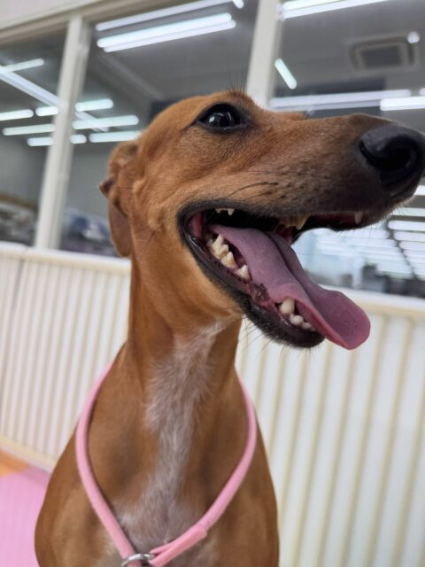 カノアちゃん&クールちゃん🐶
本日歯磨きトレーニングを開始して2年が経ちました🪥
歯の状態は少し汚れはついていますが、きちんと歯磨きできていると思います‼️このまま継続して頑張っていきましょう✊
園内ではカノアちゃんは朝からぽん太からしつこくアタックされて何だよ〜と楽しそうに追いかけっこをしていました🤭
クールちゃんはニコペットのちびっ子達やきりまるちゃん、ゴロー丸ちゃん達と匂いを嗅ぎ合ったりしてコミュニケーションを取っていました👍
🐾🐶愛犬のお悩みご相談ください🐶🐾
@kenkohmura_official
↑フォロー待ってます↑
〒955-0091 新潟県三条市上須頃大割428−1
☎︎ 0256-35-2571
✉️ info@kenkohmura.jp
HP: https://kenkohmura.jp
LINE: https://lin.ee/7LIz5sb
#犬幸村#犬の幼稚園 #吠える、噛む #犬のしつけ #トイレ
ミックスミックス犬ミニピンミニピン大好き
