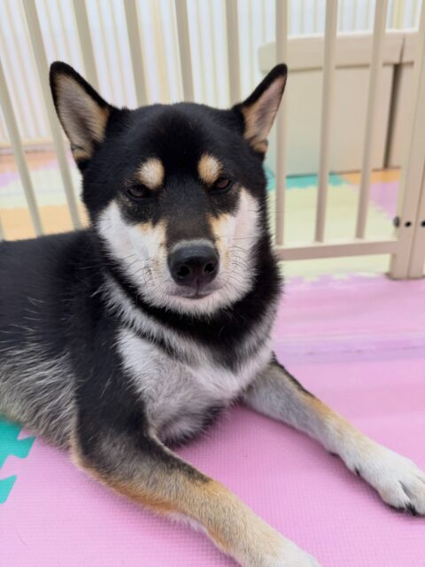 北斗ちゃん🐶
本日はつむぎちゃんや鶴丸達と激しくおしゃべりをしながら、走り回ったり、ワンプロを仕掛けあったりして楽しんでいました🤭

🐾🐶愛犬のお悩みご相談ください🐶🐾
@kenkohmura_official
 ↑フォロー待ってます↑

〒955-0091 新潟県三条市上須頃大割４２８−１
☎︎ 0256-35-2571
✉️ info@kenkohmura.jp
HP: https://kenkohmura.jp
LINE: https://lin.ee/7LIz5sb

#犬幸村#犬の幼稚園 #吠える、噛む #犬のしつけ #トイレ
柴犬柴犬可愛い柴犬大好き柴犬可愛いすぎる
