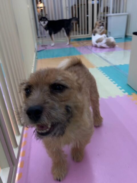 本日の鶴丸🐶
本日は北斗ちゃんやつむぎちゃん達と走り回ったり、ワンプロを仕掛けあったり、激しくおしゃべりをしあったりして過ごしていました🤭

🐾🐶愛犬のお悩みご相談ください🐶🐾
@kenkohmura_official
 ↑フォロー待ってます↑

〒955-0091 新潟県三条市上須頃大割４２８−１
☎︎ 0256-35-2571
✉️ info@kenkohmura.jp
HP: https://kenkohmura.jp
LINE: https://lin.ee/7LIz5sb

#犬幸村#犬の幼稚園 #吠える、噛む #犬のしつけ #トイレ
ノーリッチテリアノーリッチテリア可愛いノーリッチテリア大好きノーリッチテリア倶楽部