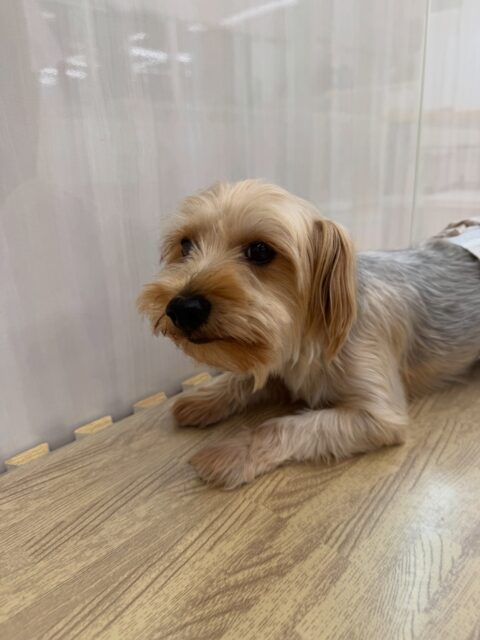 ロンちゃん🐶
本日はニコペットのちびっ子達やププちゃん達との、ワンプロ、スタッフとの手遊びや追いかけっこを楽しんでくれていました🤭

🐾🐶愛犬のお悩みご相談ください🐶🐾
@kenkohmura_official
 ↑フォロー待ってます↑

〒955-0091 新潟県三条市上須頃大割４２８−１
☎︎ 0256-35-2571
✉️ info@kenkohmura.jp
HP: https://kenkohmura.jp
LINE: https://lin.ee/7LIz5sb

#犬幸村#犬の幼稚園 #吠える、噛む #犬のしつけ #トイレ
ヨーキーヨーキー可愛いヨーキー倶楽部ヨーキー可愛いすぎるヨーキー大好き
