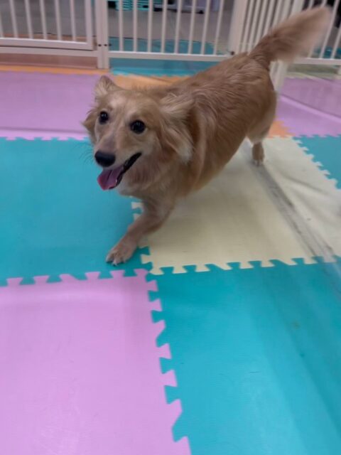ココアちゃん🐶
本日は朝からハイテンションで園内を大爆走‼️午前中は楽しそうにはしゃぎ回って過ごしていました🤭
午後からは流石に疲れたのかゆっくりまったり過ごしていました👍

🐾🐶愛犬のお悩みご相談ください🐶🐾
@kenkohmura_official
 ↑フォロー待ってます↑

〒955-0091 新潟県三条市上須頃大割４２８−１
☎︎ 0256-35-2571
✉️ info@kenkohmura.jp
HP: https://kenkohmura.jp
LINE: https://lin.ee/7LIz5sb

#犬幸村#犬の幼稚園 #吠える、噛む #犬のしつけ #トイレ
ミックスミックス犬ミックス犬可愛いミックス犬大好きミックス犬倶楽部