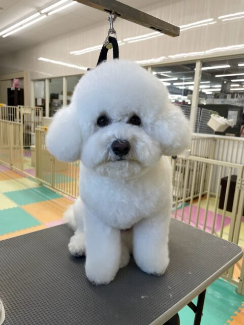ピピちゃん🐶
ゴロー丸ちゃんが大好きなようで、遊びを誘ってみたり、のっかてみたりして大好きアピールをたくさんしていました🤭
最近ベッタリ仲良しな2頭でした😍
🐾🐶愛犬のお悩みご相談ください🐶🐾
@kenkohmura_official
↑フォロー待ってます↑
〒955-0091 新潟県三条市上須頃大割428−1
☎︎ 0256-35-2571
✉️ info@kenkohmura.jp
HP: https://kenkohmura.jp
LINE: https://lin.ee/7LIz5sb
#犬幸村#犬の幼稚園 #吠える、噛む #犬のしつけ #トイレ
ビションビションフリーゼビション可愛いビション大好きビション倶楽部