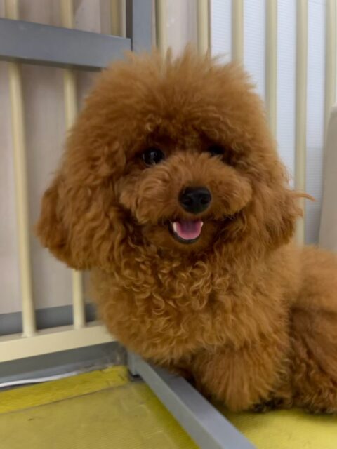 ププちゃん🐶
本日もニコペットのちびっ子達と激しくワンプロを仕掛けあったり、みんなで走り回ったりして非常に楽しそうに過ごしていました🤭
🐾🐶愛犬のお悩みご相談ください🐶🐾
@kenkohmura_official
↑フォロー待ってます↑
〒955-0091 新潟県三条市上須頃大割428−1
☎︎ 0256-35-2571
✉️ info@kenkohmura.jp
HP: https://kenkohmura.jp
LINE: https://lin.ee/7LIz5sb
#犬幸村#犬の幼稚園 #吠える、噛む #犬のしつけ #トイレ
トイプートイプー可愛いトイプー倶楽部トイプー可愛いすぎるトイプー大好き