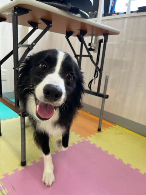 カイちゃん🐶
本日歯磨きトレーニングを開始して1年10ヶ月が経ちました
歯の状態はかなり綺麗にキープされていたのでよかったですが上の方に少し汚れが見えてきたので少し意識しながら磨いていきましょう✊
園内ではニコペットのちびっ子達と走ってみたり、挨拶をしてみたり、匂いを嗅いだりしてコミュニケーションをとりながら過ごしていました🤭
🐾🐶愛犬のお悩みご相談ください🐶🐾
@kenkohmura_official
↑フォロー待ってます↑
〒955-0091 新潟県三条市上須頃大割428−1
☎︎ 0256-35-2571
✉️ info@kenkohmura.jp
HP: https://kenkohmura.jp
LINE: https://lin.ee/7LIz5sb
#犬幸村#犬の幼稚園 #吠える、噛む #犬のしつけ #トイレ
ボーダーコリーボーダーコリー可愛いボーダーコリー倶楽部ボーダーコリー大好きボーダーコリー可愛いすぎる