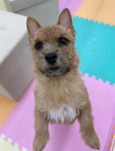 本日の鶴丸🐶
本日はつむぎちゃんやバロンちゃん達と走り回ったり、みんなで激しすぎるワンプロをして遊んでいました‼️
満足そうな表情でした🤭
🐾🐶愛犬のお悩みご相談ください🐶🐾
@kenkohmura_official
↑フォロー待ってます↑
〒955-0091 新潟県三条市上須頃大割428−1
☎︎ 0256-35-2571
✉️ info@kenkohmura.jp
HP: https://kenkohmura.jp
LINE: https://lin.ee/7LIz5sb
#犬幸村#犬の幼稚園 #吠える、噛む #犬のしつけ #トイレ
ノーリッチテリアノーリッチテリア可愛いノーリッチテリア大好きノーリッチテリア倶楽部ノーリッチテリア可愛いすぎる