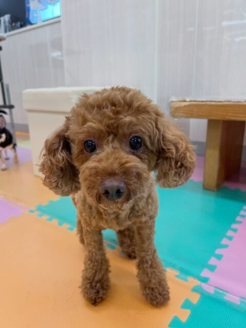 もこちゃん🐶
ベンに今日は気にいられていて臭いたくさん嗅がれていたり、ニコペットにいる小さい子達が遊んでるのを見ておしゃべりしていました😊
🐾🐶愛犬のお悩みご相談ください🐶🐾
@kenkohmura_official
 ↑フォロー待ってます↑

〒955-0091 新潟県三条市上須頃大割４２８−１
☎︎ 0256-35-2571
✉️ info@kenkohmura.jp
HP: https://kenkohmura.jp
LINE: https://lin.ee/7LIz5sb

#犬幸村#犬の幼稚園 #吠える噛む #犬のしつけ #トイレ
 トイプードル トイプードル可愛い トイプードル大好き