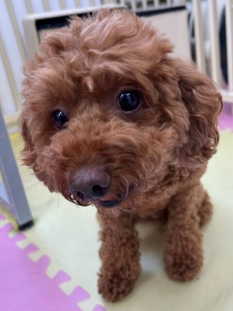 モコちゃん🐶
本日はニコペットのちびっ子達やカイちゃん、ププちゃん達と匂いを嗅ぎ合ったり、みんなで挨拶をしあったりして過ごしていました🤭
🐾🐶愛犬のお悩みご相談ください🐶🐾
@kenkohmura_official
↑フォロー待ってます↑
〒955-0091 新潟県三条市上須頃大割428−1
☎︎ 0256-35-2571
✉️ info@kenkohmura.jp
HP: https://kenkohmura.jp
LINE: https://lin.ee/7LIz5sb
#犬幸村#犬の幼稚園 #吠える、噛む #犬のしつけ #トイレ
トイプートイプー可愛いトイプー倶楽部トイプー大好きトイプー可愛いすぎる