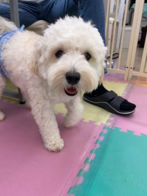 ふうちゃん🐶
やん丸にお腹出していたり、こまちゃんやチャリーちゃん達と激しくおしゃべりしていました😁
歯磨きトレーニング開始して7ヶ月経過しました🦷🪥✨
これからも歯磨きトレーニング頑張りましょう!!
🐾🐶愛犬のお悩みご相談ください🐶🐾
@kenkohmura_official
↑フォロー待ってます↑
〒955-0091 新潟県三条市上須頃大割428−1
☎︎ 0256-35-2571
✉️ info@kenkohmura.jp
HP: https://kenkohmura.jp
LINE: https://lin.ee/7LIz5sb
#犬幸村#犬の幼稚園 #吠える噛む #犬のしつけ #トイレ
ミックス犬 ミックス犬可愛い ミックス犬大好き