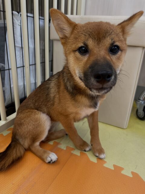 幼稚園体験に来てくれました🐶
初めは遊びに誘ったりすることができていましたが、圧倒されたのか少し怖がったりしていましたがふうちゃんやププちゃんを遊びに誘ったりして頑張っていました😊
🐾🐶愛犬のお悩みご相談ください🐶🐾
@kenkohmura_official
↑フォロー待ってます↑
〒955-0091 新潟県三条市上須頃大割428−1
☎︎ 0256-35-2571
✉️ info@kenkohmura.jp
HP: https://kenkohmura.jp
LINE: https://lin.ee/7LIz5sb
#犬幸村#犬の幼稚園 #吠える噛む #犬のしつけ #トイレ
柴犬 柴犬可愛い 柴犬大好き
