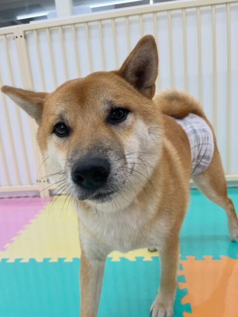 チャリーちゃん🐶
こまちゃんやペリーちゃんと楽しそうに遊んだり、幼稚園の中を全力ダッシュしていました😄
お散歩トレーニングやシャンプーも頑張っていました✨️
🐾🐶愛犬のお悩みご相談ください🐶🐾
@kenkohmura_official
↑フォロー待ってます↑
〒955-0091 新潟県三条市上須頃大割428−1
☎︎ 0256-35-2571
✉️ info@kenkohmura.jp
HP: https://kenkohmura.jp
LINE: https://lin.ee/7LIz5sb
#犬幸村#犬の幼稚園 #吠える噛む #犬のしつけ #トイレ
柴犬 柴犬可愛い 柴犬大好き