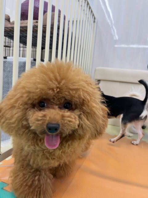 ププちゃん🐶
仲良しのチワワちゃんと1日楽しそうに遊んでいました🎶
バランスボールにも挑戦して頑張っていました😊
🐾🐶愛犬のお悩みご相談ください🐶🐾
@kenkohmura_official
 ↑フォロー待ってます↑

〒955-0091 新潟県三条市上須頃大割４２８−１
☎︎ 0256-35-2571
✉️ info@kenkohmura.jp
HP: https://kenkohmura.jp
LINE: https://lin.ee/7LIz5sb

#犬幸村#犬の幼稚園 #吠える噛む #犬のしつけ #トイレ
 トイプードル トイプードル大好き トイプードル可愛い