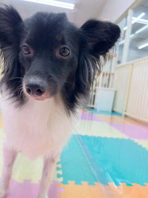 リラちゃん🐶
今日はマロンちゃんやクッキーちゃんに挨拶したり、スタッフに「撫でてー!」とお腹を出したりしてくれました😊
マロンちゃんに構ってもらおうと常に側にいる姿が可愛かったです💗
🐾🐶愛犬のお悩みご相談ください🐶🐾
@kenkohmura_official
↑フォロー待ってます↑
〒955-0091 新潟県三条市上須頃大割428−1
☎︎ 0256-35-2571
✉️ info@kenkohmura.jp
HP: https://kenkohmura.jp
LINE: https://lin.ee/7LIz5sb
#犬幸村#犬の幼稚園 #吠える、噛む #犬のしつけ #トイレ
ミックス犬 mix犬 ミックス犬だいすき