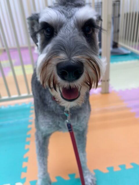 ペリーちゃん🐶
こまちゃんと激しくおしゃべりしたり、チャリーちゃんやふうちゃんと楽しそうにワンプロしていました☺️
🐾🐶愛犬のお悩みご相談ください🐶🐾
@kenkohmura_official
↑フォロー待ってます↑
〒955-0091 新潟県三条市上須頃大割428−1
☎︎ 0256-35-2571
✉️ info@kenkohmura.jp
HP: https://kenkohmura.jp
LINE: https://lin.ee/7LIz5sb
#犬幸村#犬の幼稚園 #吠える噛む #犬のしつけ #トイレ
ミニチュアシュナウザー ミニチュアシュナウザー可愛い ミニチュアシュナウザー大好き