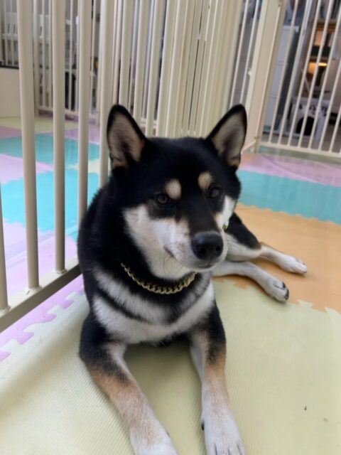 北斗ちゃん🐶
⁡
今日は、柵の近くでのんびりくつろいだり、他の子が遊んでいるところを見守るお兄ちゃん役してくれていました！😊
また、スタッフ楽しそうに追いかけっこをしたりNICOPETにいる子達とお喋りしていました！🥰
⁡
🐾🐶愛犬のお悩みご相談ください🐶🐾
@kenkohmura_official
↑フォロー待ってます↑

☎︎ 0〒955-0091 新潟県三条市上須頃大割４２８−１256-35-2571
✉️ info@kenkohmura.jp
HP: https://kenkohmura.jp
LINE: https://lin.ee/7LIz5sb

#犬幸村#犬の幼稚園 #吠える、噛む #犬のしつけ #トイレ 柴犬 柴犬可愛い 柴犬大好き