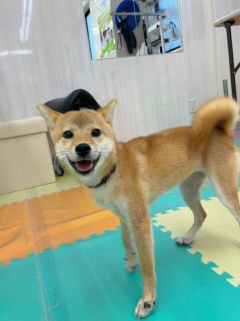 幼稚園体験にきてくれました🐶
初めは距離感が分からず先輩犬にもアタックしていましたが怒られることで距離感を学んでいました😊
いろんな子と挨拶をしたり、お店の柴ちゃんと気が合ったようで楽しそうに遊んだり出来ていました👏
🐾🐶愛犬のお悩みご相談ください🐶🐾
@kenkohmura_official
↑フォロー待ってます↑
〒955-0091 新潟県三条市上須頃大割428−1
☎︎ 0256-35-2571
✉️ info@kenkohmura.jp
HP: https://kenkohmura.jp
LINE: https://lin.ee/7LIz5sb
#犬幸村#犬の幼稚園 #吠える、噛む #犬のしつけ #トイレ
豆柴 まめしば まめ柴