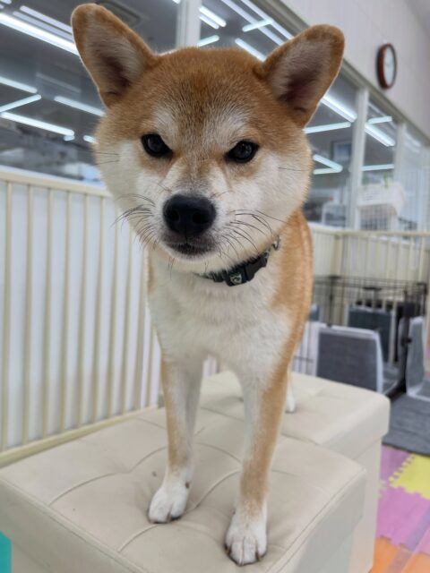 こまちゃん🐶
体験に来てくれた子がすごい気に入ったみたいでいつもよりテンション高く遊びに誘っていました😆
午後からは疲れたのかまったり過ごしていました🙌
🐾🐶愛犬のお悩みご相談ください🐶🐾
@kenkohmura_official
↑フォロー待ってます↑
〒955-0091 新潟県三条市上須頃大割428−1
☎︎ 0256-35-2571
✉️ info@kenkohmura.jp
HP: https://kenkohmura.jp
LINE: https://lin.ee/7LIz5sb
#犬幸村#犬の幼稚園 #吠える噛む #犬のしつけ #トイレ
柴犬 柴犬可愛い 柴犬大好き