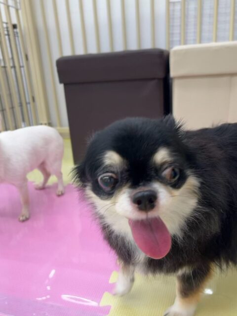 こまめちゃん&チーノちゃん🐶
今日はこまめちゃんはスタッフに「撫でて〜💗」とくっついてきてくれました😊
チーノちゃんは園内を探検したり、隅っこで休んだりしてマイペースに過ごせていました✨
🐾🐶愛犬のお悩みご相談ください🐶🐾
@kenkohmura_official
↑フォロー待ってます↑
〒955-0091 新潟県三条市上須頃大割428−1
☎︎ 0256-35-2571
✉️ info@kenkohmura.jp
HP: https://kenkohmura.jp
LINE: https://lin.ee/7LIz5sb
#犬幸村#犬の幼稚園 #吠える、噛む #犬のしつけ #トイレ
チワワ ちわわ チワワだいすき