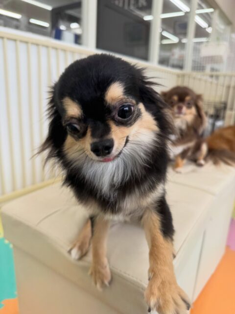 きりまるちゃん＆まろちゃん🐶
本日歯磨きトレーニングを開始して4ヶ月が経ちました🦷
歯の状態は変わらず綺麗に保てているのでこのまま継続を意識して頑張っていきましょう✊

園内できりまるちゃんは朝からヤンチャ組のみんなと走り回ったり、ワンプロを仕掛けあったりして激しく過ごしていました👍

まろちゃんは園内を大爆走したり、遊びを誘ってくれたりして上手に激しく遊び回ったり、夕方になるとスタッフに甘えん坊なまろちゃん‼️かまってアピールが可愛すぎました😍

🐾🐶愛犬のお悩みご相談ください🐶🐾
@kenkohmura_official
 ↑フォロー待ってます↑

〒955-0091 新潟県三条市上須頃大割４２８−１
☎︎ 0256-35-2571
✉️ info@kenkohmura.jp
HP: https://kenkohmura.jp
LINE: https://lin.ee/7LIz5sb

#犬幸村#犬の幼稚園 #吠える、噛む #犬のしつけ #トイレ
チワワチワワ可愛いチワワ倶楽部チワワ可愛いすぎるチワワ大好き