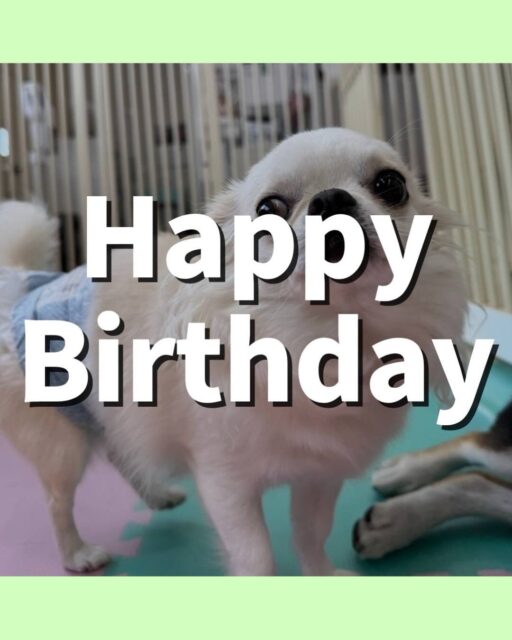 ビビちゃん🐶
4歳の誕生日おめでとうございすま！🎉
⁡
今日は、のんびり休憩しているところに他の子がグイグイ来ると「ゆっくりさせてよ！」と猛抗議していました！😆
また、店内へお散歩行った時は楽しそうにルンルンしながら歩いていました！☺️
⁡
🐾🐶愛犬のお悩みご相談ください🐶🐾
@kenkohmura_official
↑フォロー待ってます↑

☎︎ 0〒955-0091 新潟県三条市上須頃大割４２８−１256-35-2571
✉️ info@kenkohmura.jp
HP: https://kenkohmura.jp
LINE: https://lin.ee/7LIz5sb

#犬幸村#犬の幼稚園 #吠える、噛む #犬のしつけ #トイレ チワワ チワワ大好き チワワとの暮らし