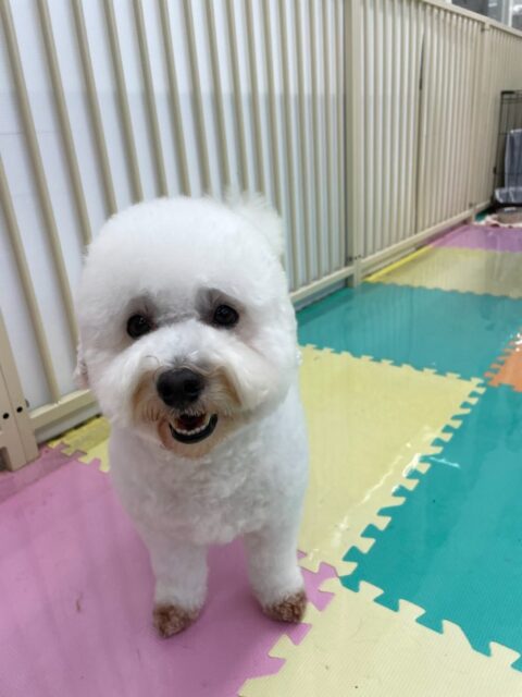 よもぎちゃん🐶
⁡
今日は、朝からNICOPETにいる柴犬ちゃんにグイグイ来られるとスタッフに助けを求めていました！😍
また、店内へお散歩に行った時は、スタッフと楽しそうに歩いていました！😁
⁡
🐾🐶愛犬のお悩みご相談ください🐶🐾
@kenkohmura_official
↑フォロー待ってます↑

☎︎ 0〒955-0091 新潟県三条市上須頃大割４２８−１256-35-2571
✉️ info@kenkohmura.jp
HP: https://kenkohmura.jp
LINE: https://lin.ee/7LIz5sb

#犬幸村#犬の幼稚園 #吠える、噛む #犬のしつけ #トイレ ミックス犬 ミックス犬可愛い ミックス犬との暮らし