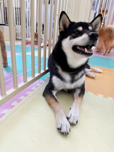 北斗ちゃん🐶
歯磨きトレーニング開始からちょうど2年になりました🪥
健康な歯を保てているのでこの調子で続けていきましょう🦷✨
今日はお店の小さい子達が園内に来ると嬉しそうに走り回っていました😆
🐾🐶愛犬のお悩みご相談ください🐶🐾
@kenkohmura_official
↑フォロー待ってます↑
〒955-0091 新潟県三条市上須頃大割428−1
☎︎ 0256-35-2571
✉️ info@kenkohmura.jp
HP: https://kenkohmura.jp
LINE: https://lin.ee/7LIz5sb
#犬幸村#犬の幼稚園 #吠える、噛む #犬のしつけ #トイレ
柴犬 柴 しば