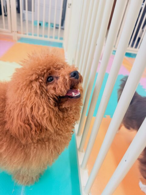 ププちゃん🐶
⁡
今日は、NICOPETにいる子と楽しそうにわんプロして遊んでいました！😊
また、お気に入りの風夾ちゃんをみかけると「一緒に遊ぼうよー！」と遊びに誘っていました！😆
⁡
🐾🐶愛犬のお悩みご相談ください🐶🐾
@kenkohmura_official
↑フォロー待ってます↑

☎︎ 0〒955-0091 新潟県三条市上須頃大割４２８−１256-35-2571
✉️ info@kenkohmura.jp
HP: https://kenkohmura.jp
LINE: https://lin.ee/7LIz5sb

#犬幸村#犬の幼稚園 #吠える、噛む #犬のしつけ #トイレ トイプードル トイプードル可愛い トイプードルとの暮らし