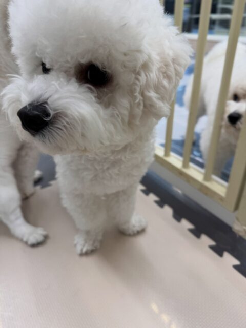 明日は木曜日休園日です🐶

🐾🐶愛犬のお悩みご相談ください🐶🐾
@kenkohmura_official
 ↑フォロー待ってます↑

〒955-0091 新潟県三条市上須頃大割４２８−１
☎︎ 0256-35-2571
✉️ info@kenkohmura.jp
HP: https://kenkohmura.jp
LINE: https://lin.ee/7LIz5sb

#犬幸村#犬の幼稚園 #吠える、噛む #犬のしつけ #トイレ