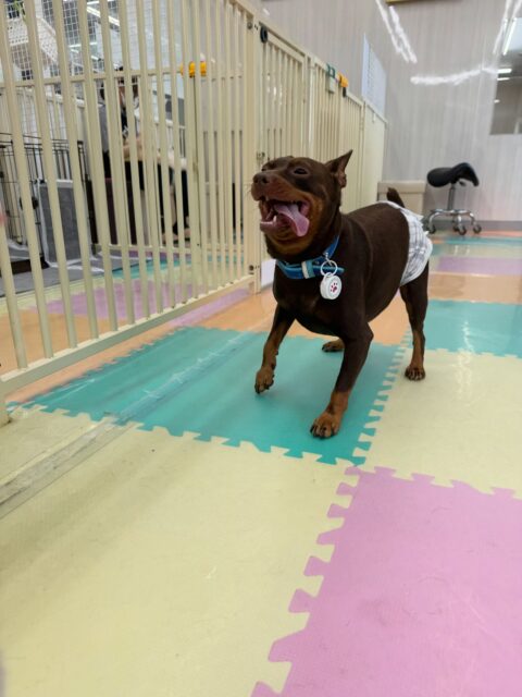 とらのすけちゃん🐶
本日は、ポコちゃんや、ぽん太達と走り回ったり、激しいワンプロを仕掛けあったり、園内を走り回ったりして楽しそうに過ごしていました🤭
🐾🐶愛犬のお悩みご相談ください🐶🐾
@kenkohmura_official
↑フォロー待ってます↑
〒955-0091 新潟県三条市上須頃大割428−1
☎︎ 0256-35-2571
✉️ info@kenkohmura.jp
HP: https://kenkohmura.jp
LINE: https://lin.ee/7LIz5sb
#犬幸村#犬の幼稚園 #吠える、噛む #犬のしつけ #トイレ
ピンシャーピンシャー可愛いピンシャー大好きピンシャー倶楽部ピンシャー可愛いすぎる