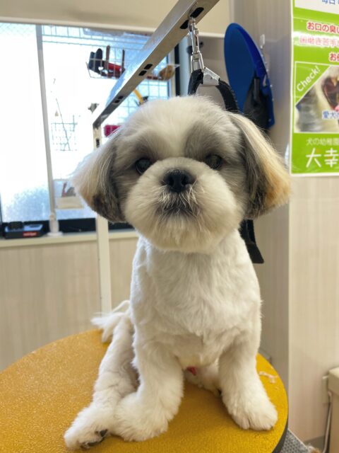 マルちゃん🐶
今日はぽん太ちゃんとプロレスごっこをしたり、ポコちゃんと追いかけっこをしたりしていました😊
だいすきなカノアちゃんにも「遊ぼう!」とアピールしていました✨
🐾🐶愛犬のお悩みご相談ください🐶🐾
@kenkohmura_official
↑フォロー待ってます↑
〒955-0091 新潟県三条市上須頃大割428−1
☎︎ 0256-35-2571
✉️ info@kenkohmura.jp
HP: https://kenkohmura.jp
LINE: https://lin.ee/7LIz5sb
#犬幸村#犬の幼稚園 #吠える、噛む #犬のしつけ #トイレ
シーズー しーずー シーズーだいすき