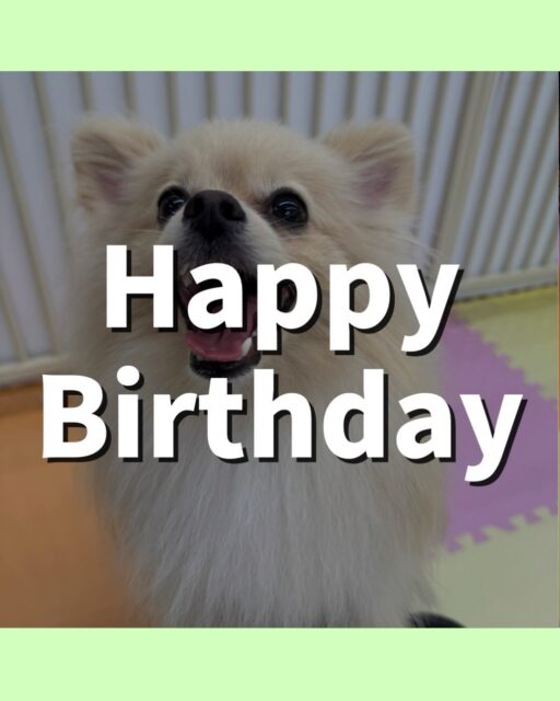 ベルちゃん🐶
お誕生日おめでとうございます🎂
本日は、ププちゃんやきりまるちゃん、ぽん太達と1日中走り回ったり、みんなとワンプロを仕掛けあったりして過ごしていました🤭
🐾🐶愛犬のお悩みご相談ください🐶🐾
@kenkohmura_official
↑フォロー待ってます↑
〒955-0091 新潟県三条市上須頃大割428−1
☎︎ 0256-35-2571
✉️ info@kenkohmura.jp
HP: https://kenkohmura.jp
LINE: https://lin.ee/7LIz5sb
#犬幸村#犬の幼稚園 #吠える、噛む #犬のしつけ #トイレ
ポメラニアンポメラニアン大好きポメラニアン倶楽部ポメラニアン可愛い