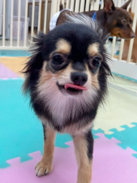 きりまるちゃん&まろちゃん🐶
きりまるちゃんはお店の小さい子達と遊んだり、あんずちゃんの教育係をしてくれていました👏
まろちゃんは風夾ちゃんと遊んだり、お店の小さい子達と挨拶したりしていました😆
🐾🐶愛犬のお悩みご相談ください🐶🐾
@kenkohmura_official
↑フォロー待ってます↑
〒955-0091 新潟県三条市上須頃大割428−1
☎︎ 0256-35-2571
✉️ info@kenkohmura.jp
HP: https://kenkohmura.jp
LINE: https://lin.ee/7LIz5sb
#犬幸村#犬の幼稚園 #吠える、噛む #犬のしつけ #トイレ
チワワ ちわわ チワワだいすき