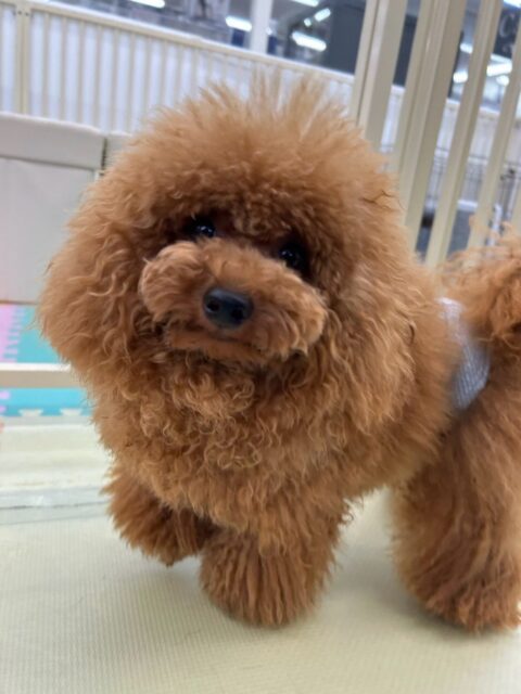 ププちゃん🐶
本日はニコペットのちびっ子達に走り回ったり、みんなと激しいワンプロを繰り広げて遊んでいました🤭
🐾🐶愛犬のお悩みご相談ください🐶🐾
@kenkohmura_official
↑フォロー待ってます↑
〒955-0091 新潟県三条市上須頃大割428−1
☎︎ 0256-35-2571
✉️ info@kenkohmura.jp
HP: https://kenkohmura.jp
LINE: https://lin.ee/7LIz5sb
#犬幸村#犬の幼稚園 #吠える、噛む #犬のしつけ #トイレ
トイプートイプー可愛いトイプー倶楽部トイプー可愛いすぎるトイプー大好き