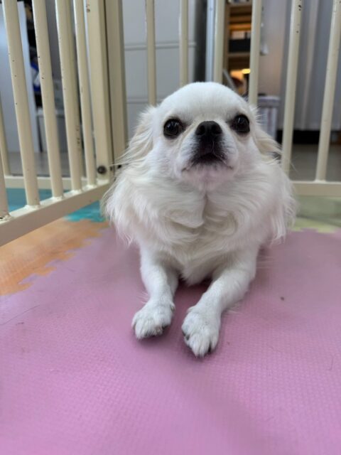 ビビちゃん🐶
本日歯磨きトレーニングを開始して2年が経ちました🦷
歯の状態は変わらずにキープできています‼️このまま継続を意識して頑張っていきましょう✊
園内では、ニコペットのちびっ子達やきりまるちゃん、まろちゃん達と匂いを嗅ぎ合ったり、しつこいよ‼️とブチギレてみたりして過ごしていました🤭
🐾🐶愛犬のお悩みご相談ください🐶🐾
@kenkohmura_official
↑フォロー待ってます↑
〒955-0091 新潟県三条市上須頃大割428−1
☎︎ 0256-35-2571
✉️ info@kenkohmura.jp
HP: https://kenkohmura.jp
LINE: https://lin.ee/7LIz5sb
#犬幸村#犬の幼稚園 #吠える、噛む #犬のしつけ #トイレ
チワワチワワ可愛いチワワ倶楽部チワワ可愛いすぎるチワワ大好き