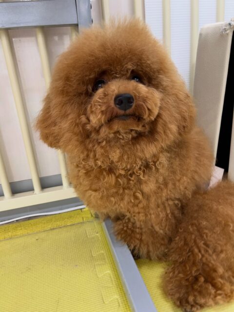 ププちゃん🐶
体験に来てくれた子やふうちゃんに遊びに誘われていたりしていました😊
お散歩トレーニングもルンルンで楽しそうでした🎶
🐾🐶愛犬のお悩みご相談ください🐶🐾
@kenkohmura_official
↑フォロー待ってます↑
〒955-0091 新潟県三条市上須頃大割428−1
☎︎ 0256-35-2571
✉️ info@kenkohmura.jp
HP: https://kenkohmura.jp
LINE: https://lin.ee/7LIz5sb
#犬幸村#犬の幼稚園 #吠える噛む #犬のしつけ #トイレ
トイプードル トイプードル可愛い トイプードル大好き