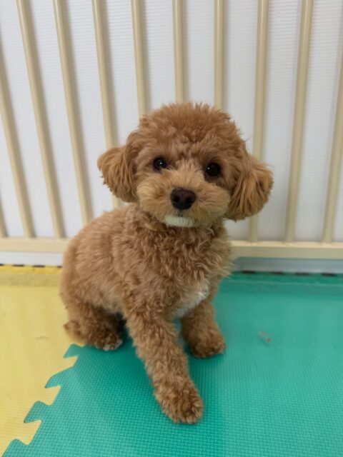 風夾ちゃん🐶
本日はププちゃんとも新しく仲良くなれてお友達が増えました👍🎉
この調子で少しずつお友達を増やしてみんなとお友達になれるように頑張っていきましょう✊

🐾🐶愛犬のお悩みご相談ください🐶🐾
@kenkohmura_official
 ↑フォロー待ってます↑

〒955-0091 新潟県三条市上須頃大割４２８−１
☎︎ 0256-35-2571
✉️ info@kenkohmura.jp
HP: https://kenkohmura.jp
LINE: https://lin.ee/7LIz5sb

#犬幸村#犬の幼稚園 #吠える、噛む #犬のしつけ #トイレ
ミックスミックス犬ミックス犬可愛いミックス犬大好きミックス犬倶楽部